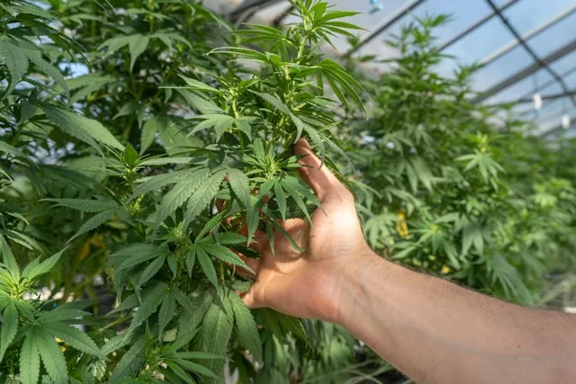 Cultivo de Cannabis