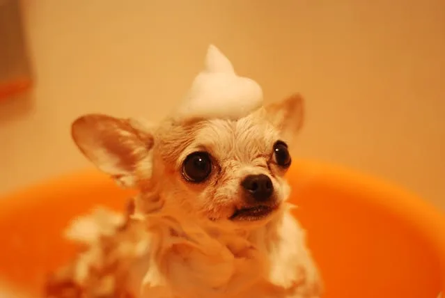 Banho e tosa de cão