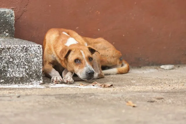 Cachorro abandonado