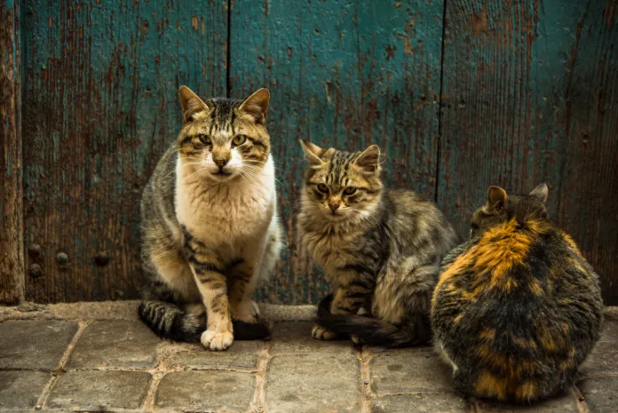 Gatos de rua em área urbana, ilustrando a questão do controle populacional em condomínios, tema de decisão do TJDFT sobre responsabilidade compartilhada.