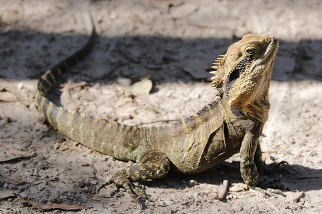 Iguana
