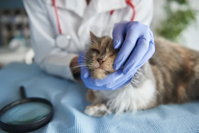 Médico veterinário com luvas azuis examinando um gato em uma mesa de atendimento, representando a importância da qualificação profissional na Medicina Veterinária.
