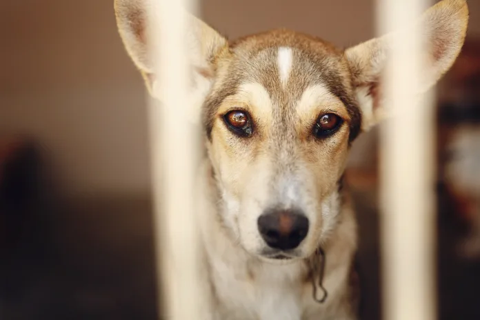 Cão resgatado olha através de grades, simbolizando a necessidade de políticas de proteção animal em desastres ambientais.