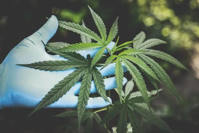 Folhas de cannabis